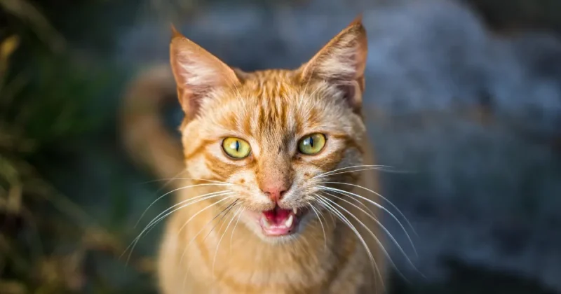 miu-miu-orange-catto-68bea1635e28440e5b5a6c7f